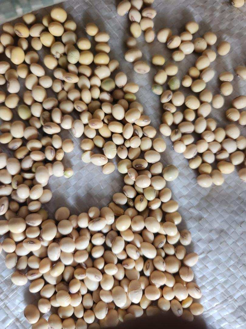 Soybeans